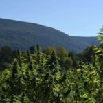 Group for small pot farmers sues N.Y. and warns industry 'at risk of collapse'