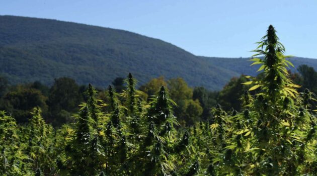 Group for small pot farmers sues N.Y. and warns industry 'at risk of collapse'