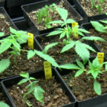 UWSP starting cannabis science program