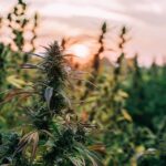 Senate Farm Bill Draft Seeks To Close Loopholes For Intoxicating Hemp