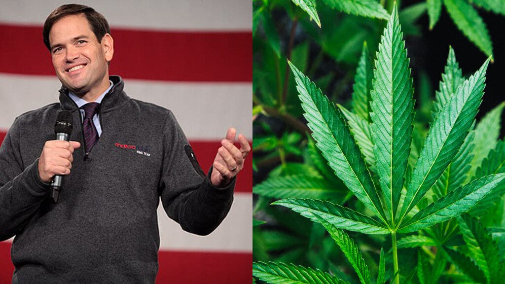 Trump Says His Secretary Of State Pick Marco Rubio Is 'Powerful Voice For Freedom' – But What About Cannabis?