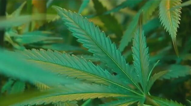 Lockhart residents vote to decriminalize marijuana