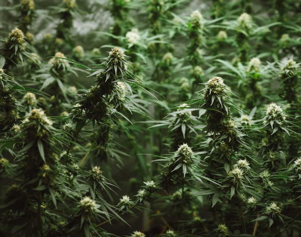 Why an OSHA Program in Colorado Matters to Cannabis Production Facilities Nationwide