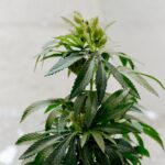 cannabis poisonings rose sharply