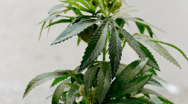 cannabis poisonings rose sharply