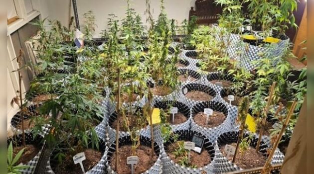 Imported Seeds, Full-Spectrum Lights: High-Tech Marijuana Op Busted In Greater Noida