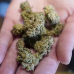 Maryland unveils marijuana health tracking dashboard