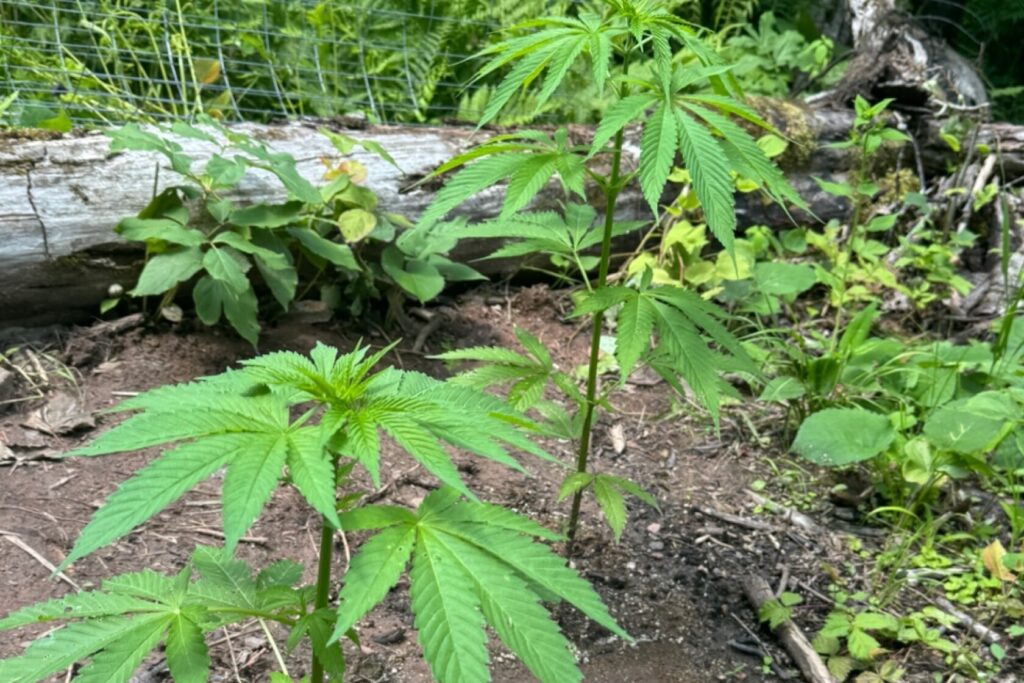 Home marijuana-growing experiment produces herby verve