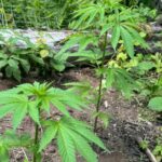 Home marijuana-growing experiment produces herby verve