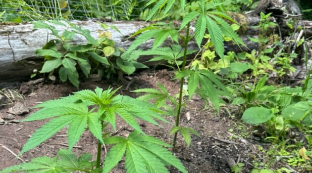 Home marijuana-growing experiment produces herby verve