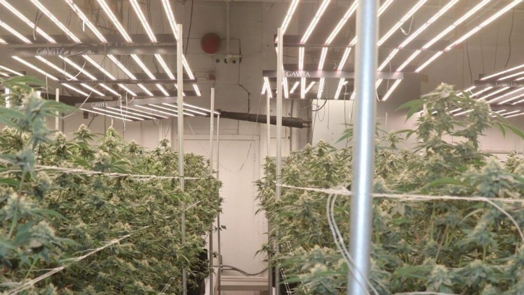 Thousands of plants seized from licensed grower accused of diverting pot to black market