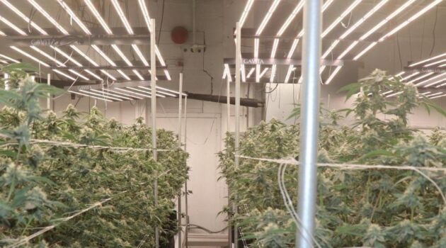 Thousands of plants seized from licensed grower accused of diverting pot to black market