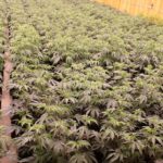 Oklahoma agents seize thousands of marijuana plants in Marietta raid