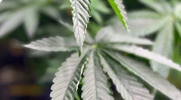 Lawsuit filed to block Nebraska medical marijuana initiatives from becoming law