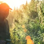 Farm Bill Gets Another 1-Year Delay, Leaving Hemp, THCA Untouched—For Now