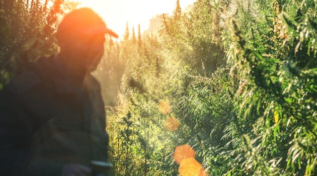 Farm Bill Gets Another 1-Year Delay, Leaving Hemp, THCA Untouched—For Now