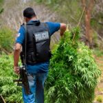 Tennessee Authorities Forced to Pay $735,000 for Illegal Hemp Seizure