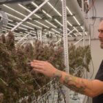 Despite budding Ohio cannabis industry, Eastlake business fights to get consumers past old habits