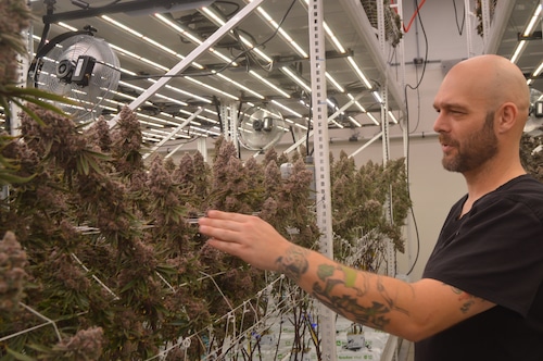 Despite budding Ohio cannabis industry, Eastlake business fights to get consumers past old habits