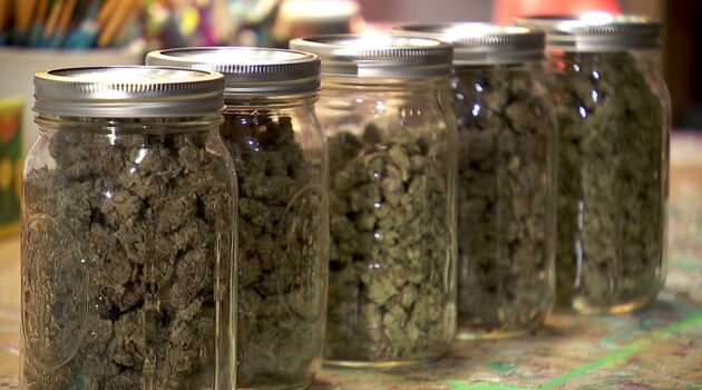 'Potential fraud': 240 cannabis license applicants, one connection