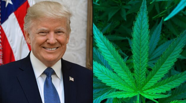 Trump’s DEA Pick Celebrated Marijuana Decriminalization Vote In Florida County