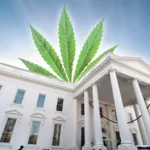 President-elect Trump's unclear policy on cannabis extends to his nominees for government agencies