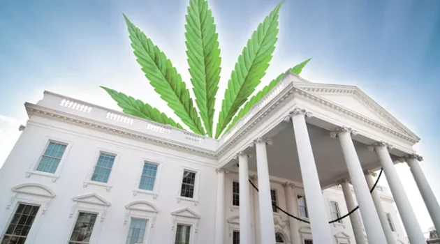 President-elect Trump's unclear policy on cannabis extends to his nominees for government agencies