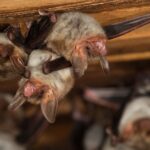 Bat poop used to grow cannabis kills 2 in New York in unusual cases