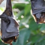 US men lose their lives after using bat poop as fertiliser for cannabis plants