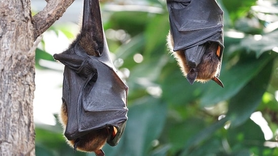 US men lose their lives after using bat poop as fertiliser for cannabis plants