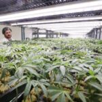 Will Pa. legalize marijuana in 2025? The cannabis industry is hopeful but the state's past failed attempts raise doubts