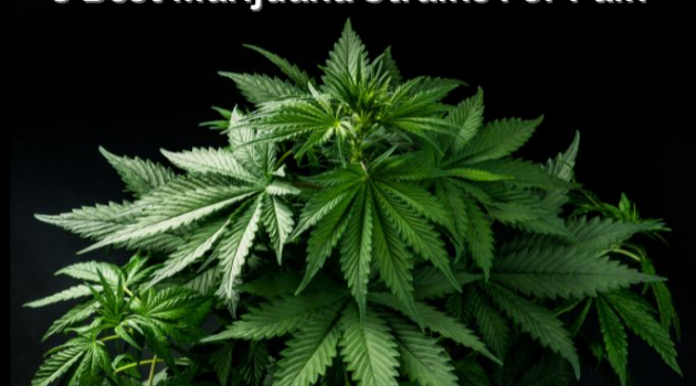 5 Best Marijuana For Pain: Top Medicinal Cannabis Strains