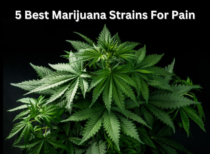 5 Best Marijuana For Pain: Top Medicinal Cannabis Strains