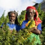 The Rastafarians opening up Caribbean cannabis farms to build a flourishing medical industry