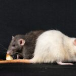 Drug-Addicted Rats Eating Marijuana Kept As Evidence In US Police Station: Report