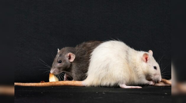 Drug-Addicted Rats Eating Marijuana Kept As Evidence In US Police Station: Report