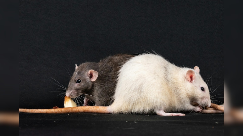 Drug-Addicted Rats Eating Marijuana Kept As Evidence In US Police Station: Report