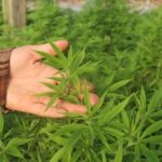 Florida HR Considerations: Marijuana in the Workplace