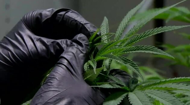 Marijuana Business Owners Likely To Face Long Waits For Compliance In New Year