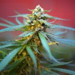 DEA Responds to ‘Out of Time’ Cannabis Rescheduling Claims