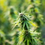 Revealing “Dirty Weed”: Pesticides in Cannabis Raises Health Concerns, as Advocates Advance Organic Solution