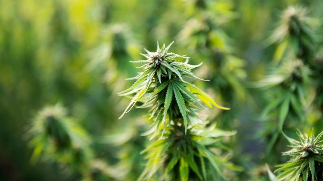 Revealing “Dirty Weed”: Pesticides in Cannabis Raises Health Concerns, as Advocates Advance Organic Solution