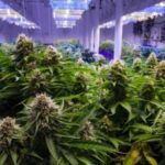 Indoor Marijuana Ops Are Consuming a Staggering Amount of Energy