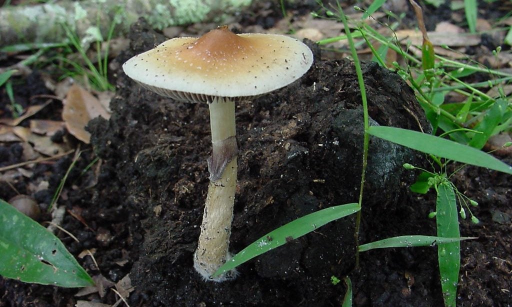 Connecticut Lawmakers File Bill To Decriminalize Psilocybin Despite Governor’s ‘Concerns’