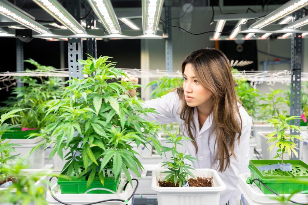 Federal Funding Freeze To Hit Medical Marijuana Research