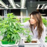 Federal Funding Freeze To Hit Medical Marijuana Research