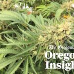 Marijuana prices hit record low: Oregon’s supply is nearly double demand