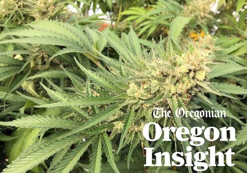 Marijuana prices hit record low: Oregon’s supply is nearly double demand