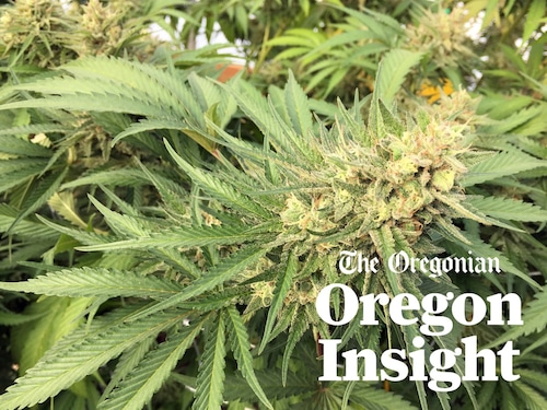 Marijuana prices hit record low: Oregon’s supply is nearly double demand