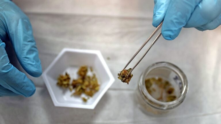 Too much fungus among us? Mass. marijuana workers grapple with moldy cannabis concerns